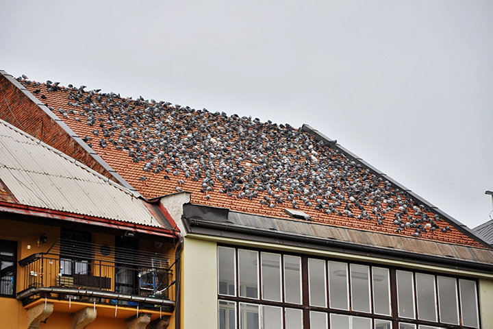 A2B Pest Control are able to install spikes to deter birds from roofs in Alton. 