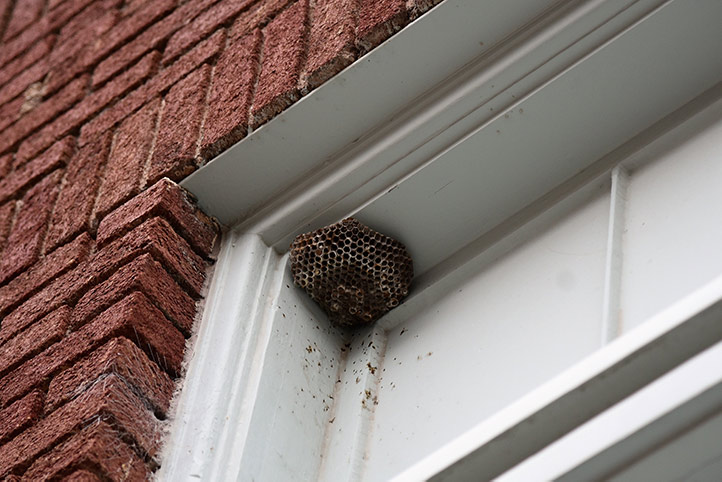 We provide a wasp nest removal service for domestic and commercial properties in Alton.